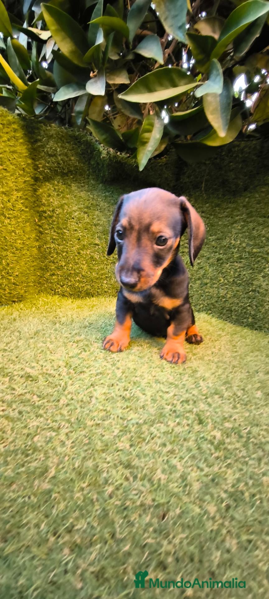 Teckel Miniatura perros teckel miniatura color jabali 2 machos  - Anuncio 1