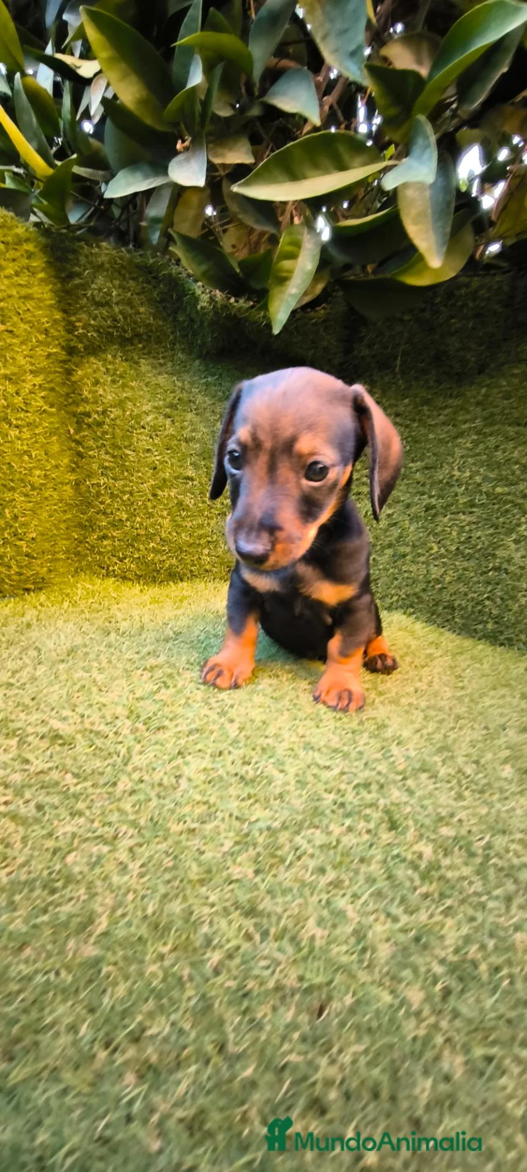 Teckel Miniatura perros en venta: teckel miniatura color jabali 2 machos  - Anuncio 1
