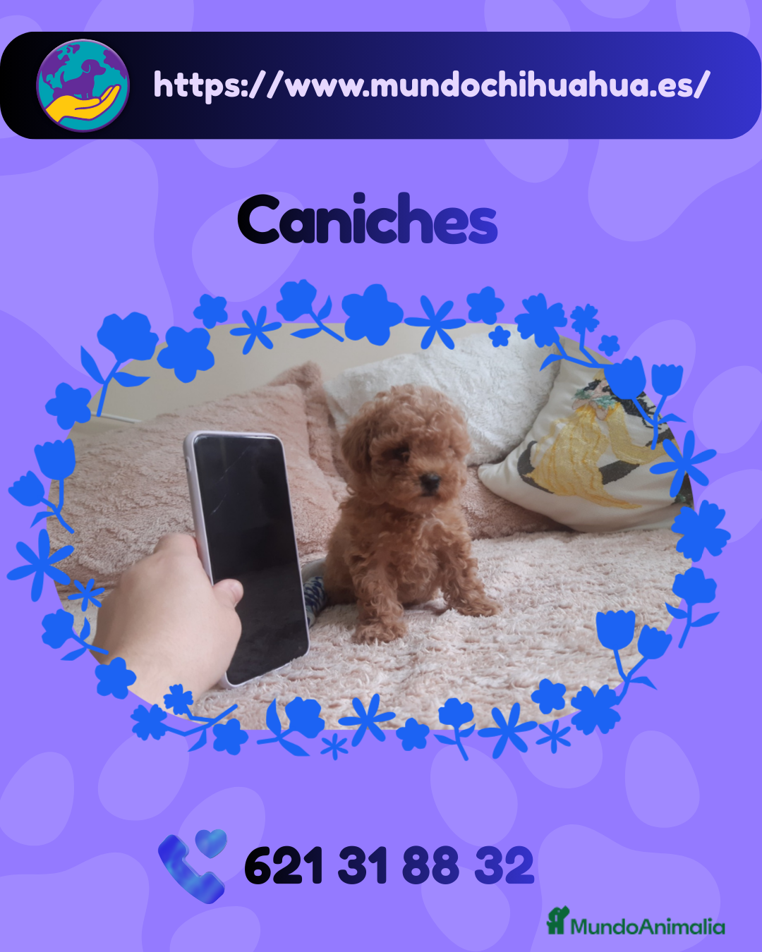 Caniche Enano perros Caniches enanos disponibles 🐩🎀✨ - Anuncio 2