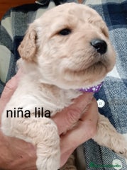 Labradoodle Cachorro 6