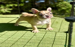 Bulldog Francés perros en venta: Bulldog francés muy buena morfología  - Imagen 6