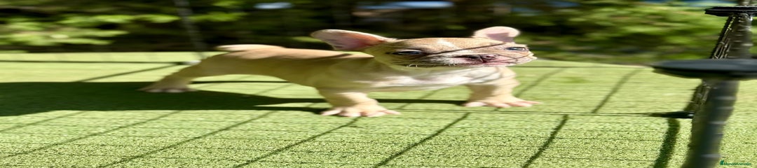 Bulldog Francés Cachorro 1