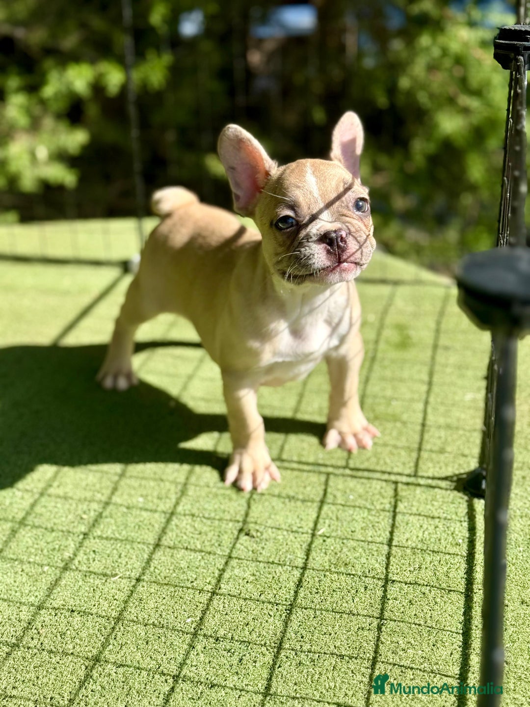 Bulldog Francés perros en venta: Bulldog francés muy buena morfología  - Imagen 6