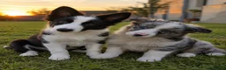 Border Collie perros en venta: Disponibles cachorros de Border Collie! ✨🐶 - Anuncio 1