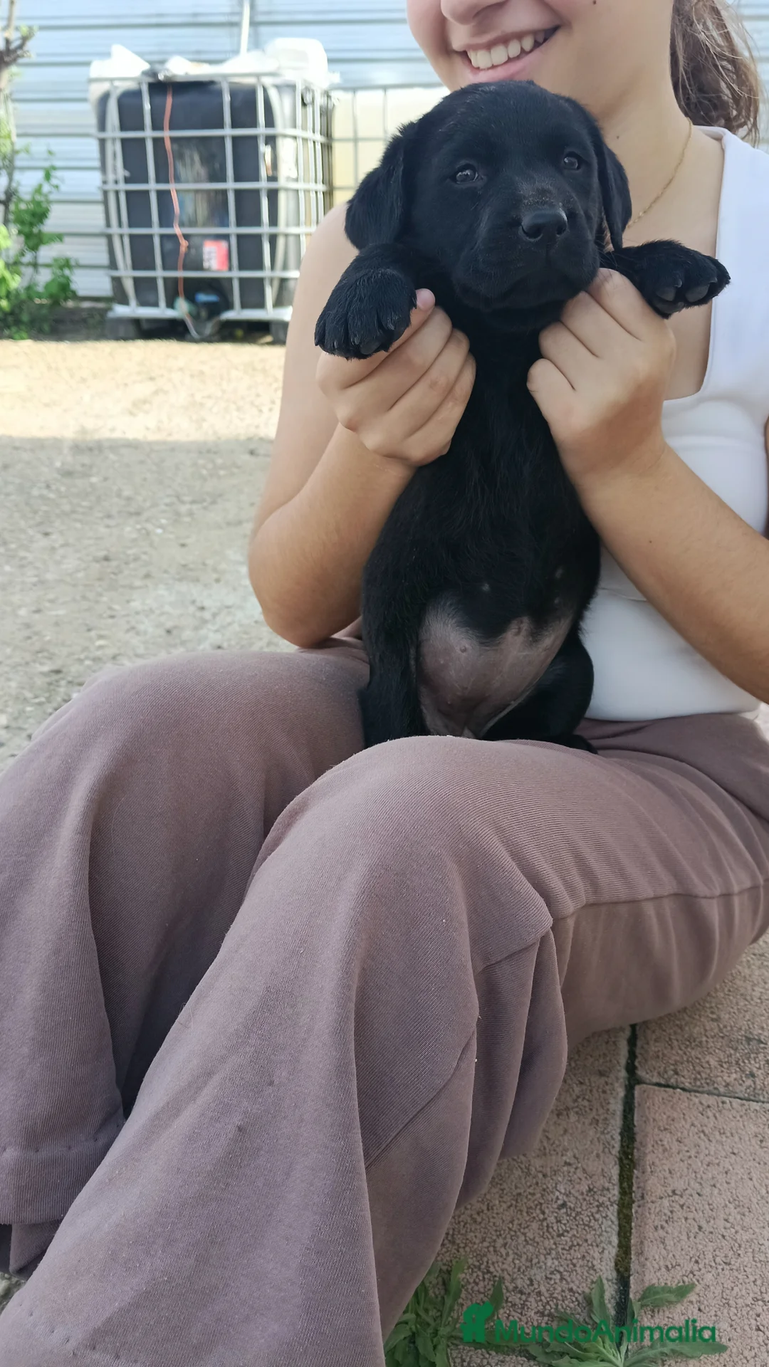 Labrador Retriever perros en venta: Labrador retriever hembra  - Anuncio 3