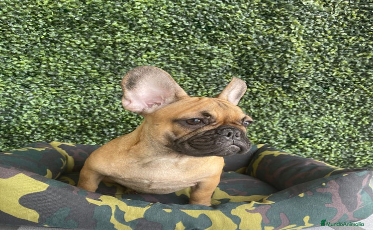 Bulldog Francés perros - Propaganda 6