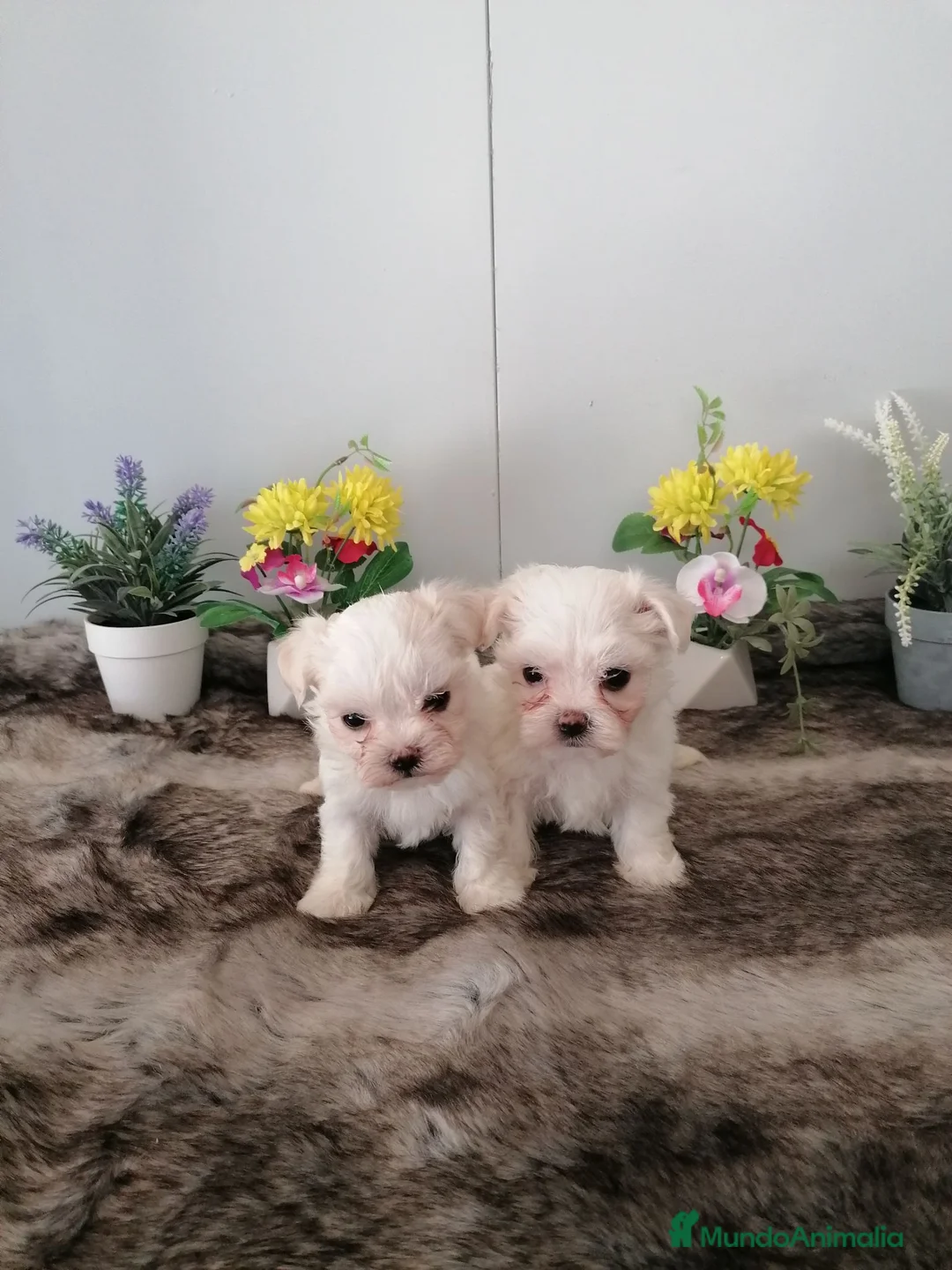 Bichón Maltés perros en venta: Preciosos bichon maltés toy - Anuncio 7