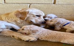 Golden Retriever perros en venta: Golden retrieve  - Imagen 3
