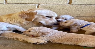 Golden Retriever perros - Anuncio 16