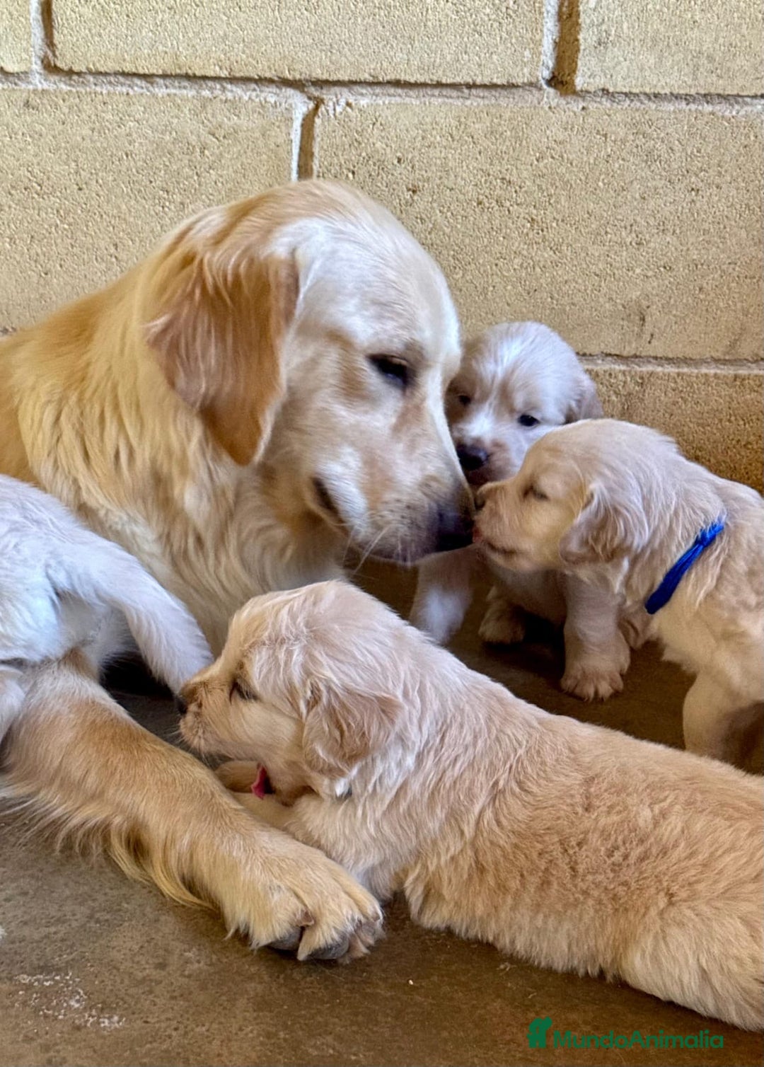 Golden Retriever perros en venta: Golden retrieve  - Imagen 3