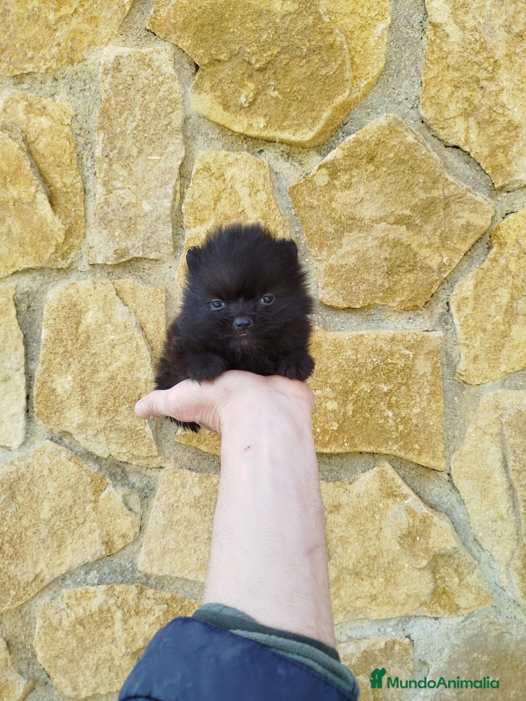 Pomerania perros en venta: Pomerania toy  - Anuncio 3