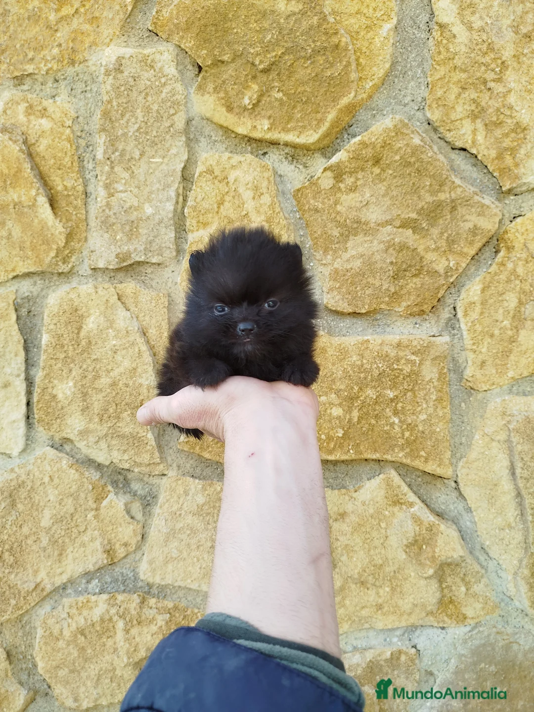 Pomerania perros en venta: Pomerania toy  - Anuncio 3