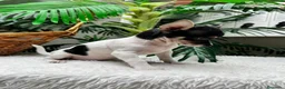 Chihuahua perros en venta: 🐾 CHIHUAHUA HEMBRA 🐾 - Anuncio 4
