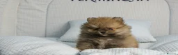 Pomerania perros en venta: CACHORROS DE POMERANIA  - Anuncio 8