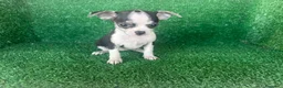 Chihuahua perros en venta: chihuahua - Anuncio 12