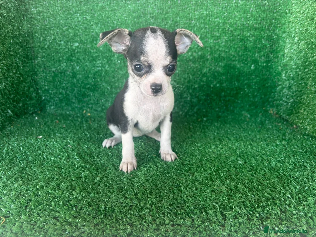 Chihuahua perros en venta: chihuahua - Anuncio 12