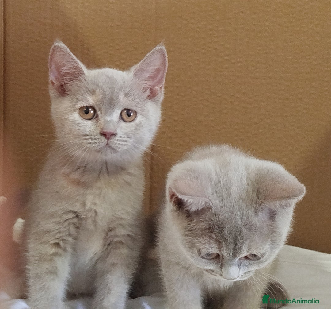 Británico de Pelo Corto gatos en venta: British Shorthair última hembra  - Imagen 11