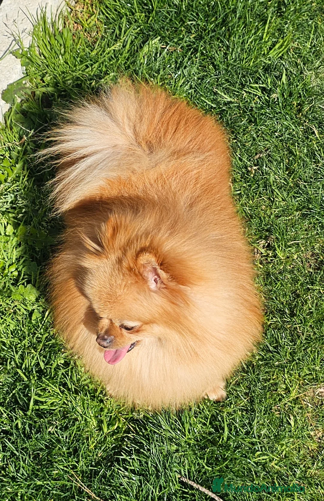 Pomerania perros en venta: POMERANIA JOVEN GEN MERLE - Anuncio 5