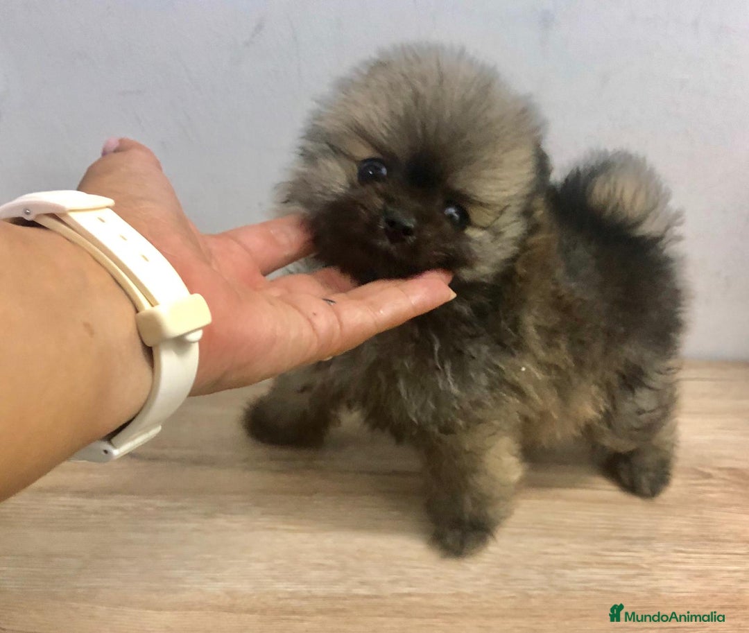 Pomerania perros en venta: Pomerania mini  - Imagen 4