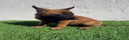 Pastor Belga Malinois perros en venta: Pastor Belga Malinois - Anuncio 9