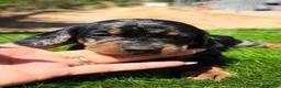 Teckel Miniatura perros en venta: Hembra teckel🐾 - Anuncio 1