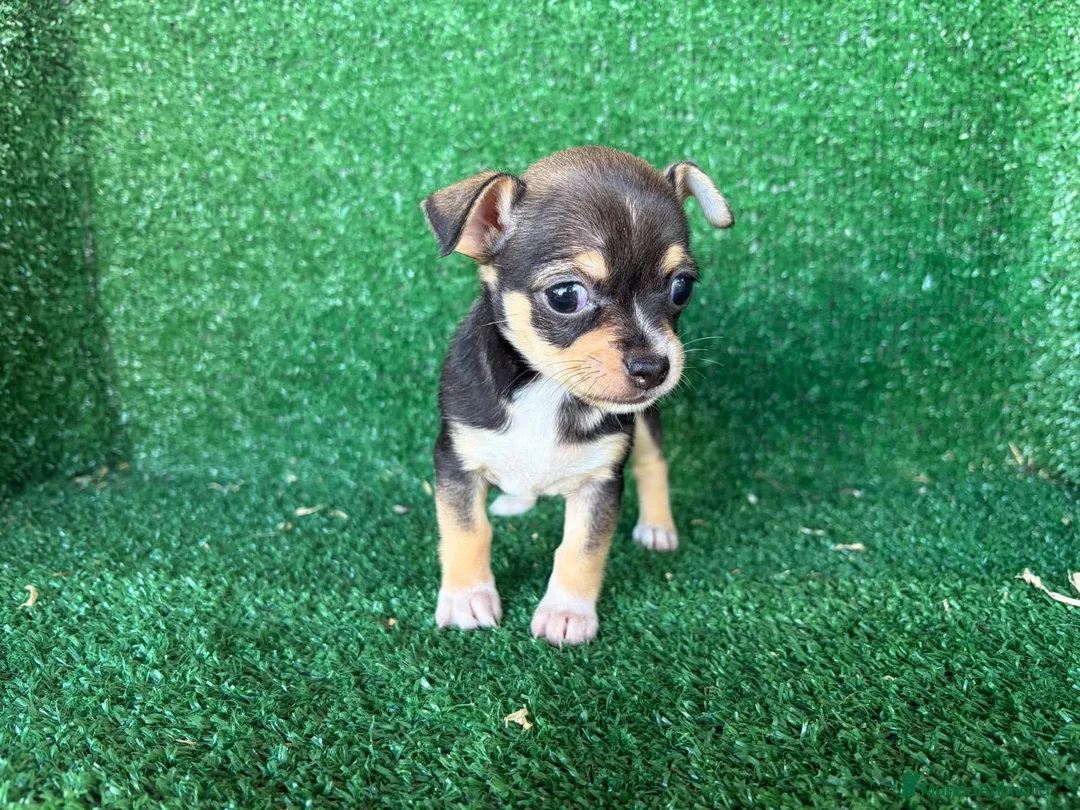 Chihuahua perros en venta: chihuahua - Anuncio 2