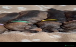 Teckel Miniatura perros en venta: Teckel mini de pelo duro  - Imagen 2