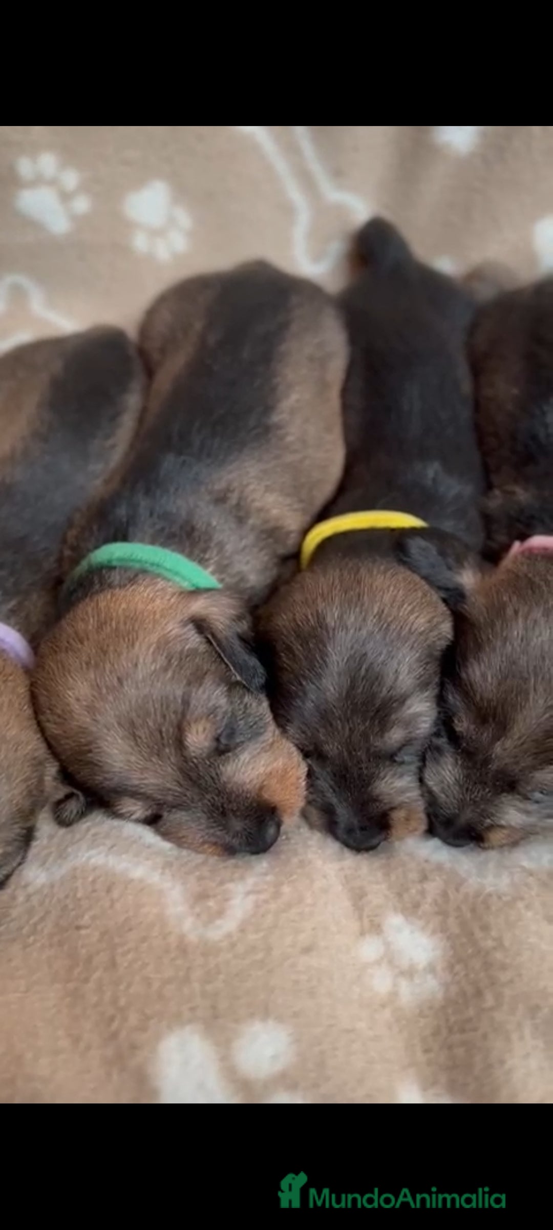 Teckel Miniatura perros en venta: Teckel mini de pelo duro  - Imagen 2
