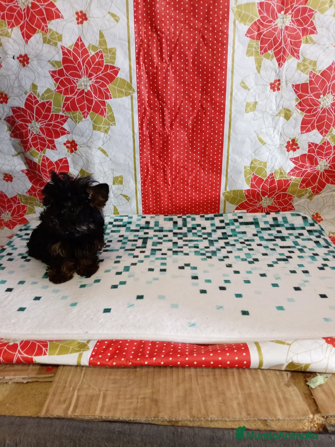 Yorkshire Terrier perros en venta: Yorshire toy  - Anuncio 4