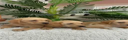 Labrador Retriever perros en venta: LABRADOR RETIREVER - Anuncio 4