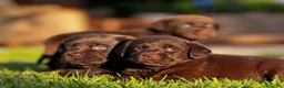 Labrador Retriever perros en venta: Cachorros de labrador Retriever  - Anuncio 4