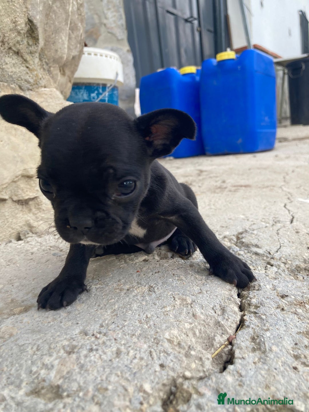 Bulldog Francés perros en venta: Bulldog frances - Imagen 2