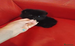 Pomerania perros en venta: Pomerania Negro  - Imagen 1