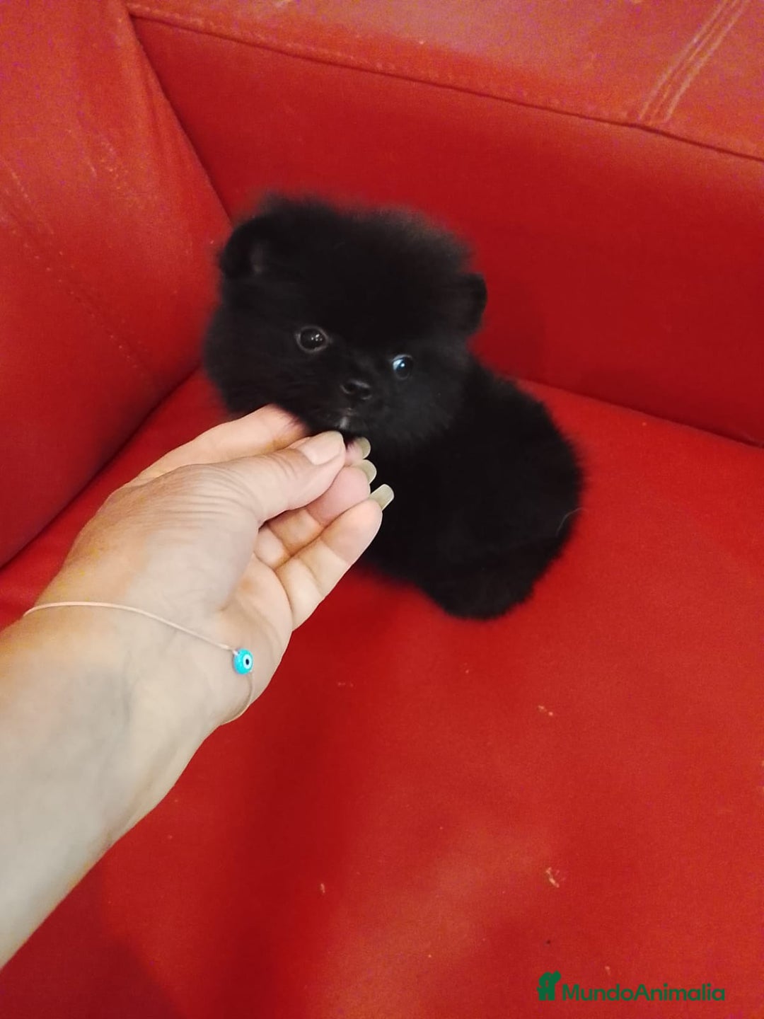 Pomerania perros en venta: Pomerania Negro  - Imagen 1
