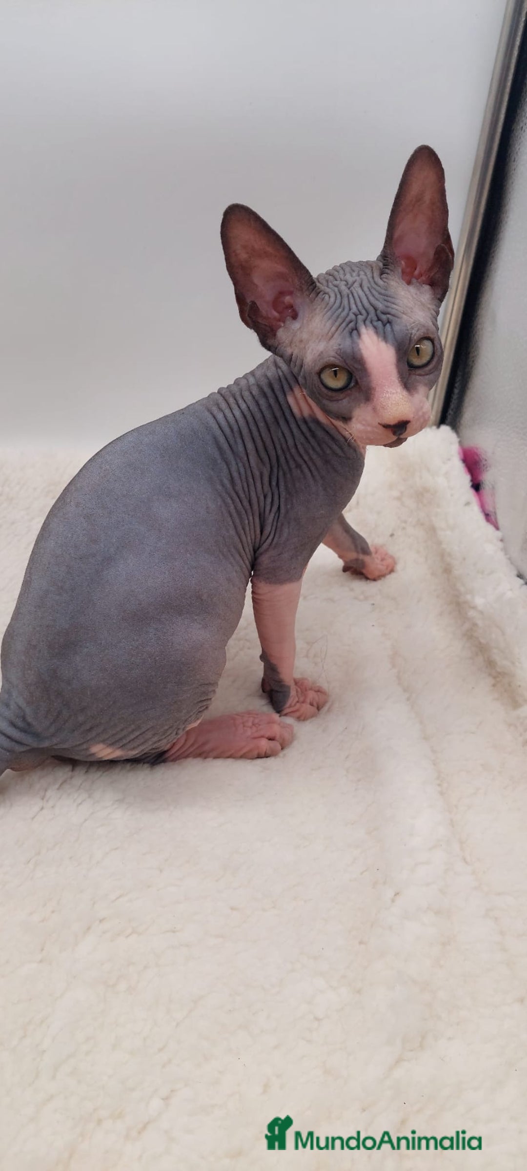 Sphynx gatos en venta: Machito bicolor  - Anuncio 3