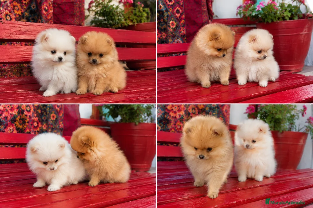 Pomerania perros en venta: CACHORROS POMERANIA - MADRID  - Anuncio 1