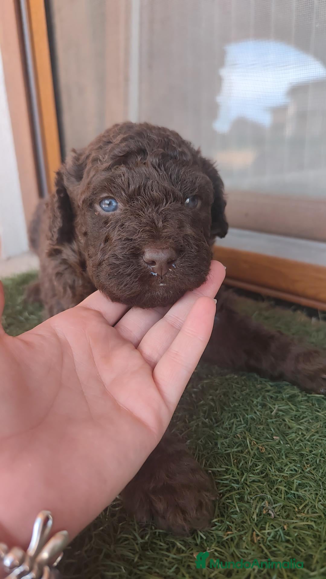 Perro de Agua Español perros Cachorros perro de agua - Anuncio 1
