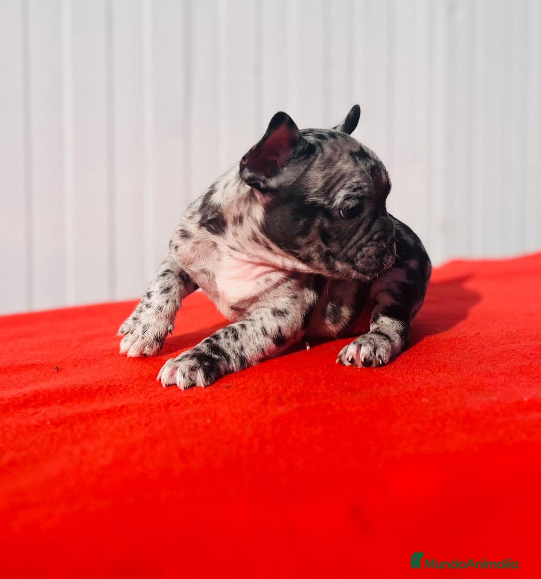 Bulldog Francés perros en venta: Bulldog Francés  - Anuncio 7
