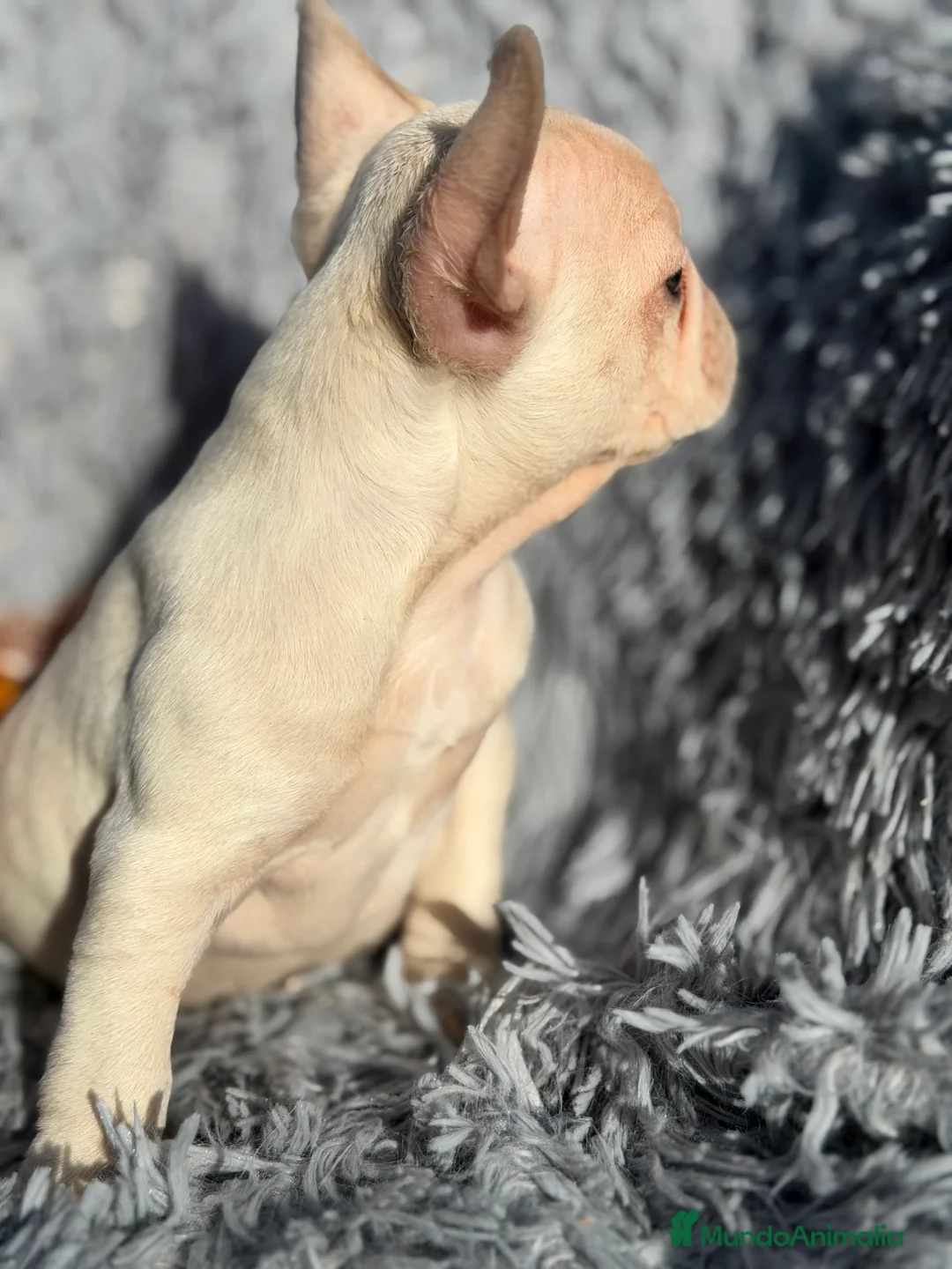 Bulldog Francés perros en venta: Bulldod Platinum hembra  - Anuncio 7