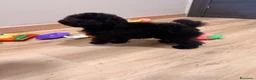 Caniche Toy perros en venta: Preciosa Caniche Toy Negra  - Anuncio 3