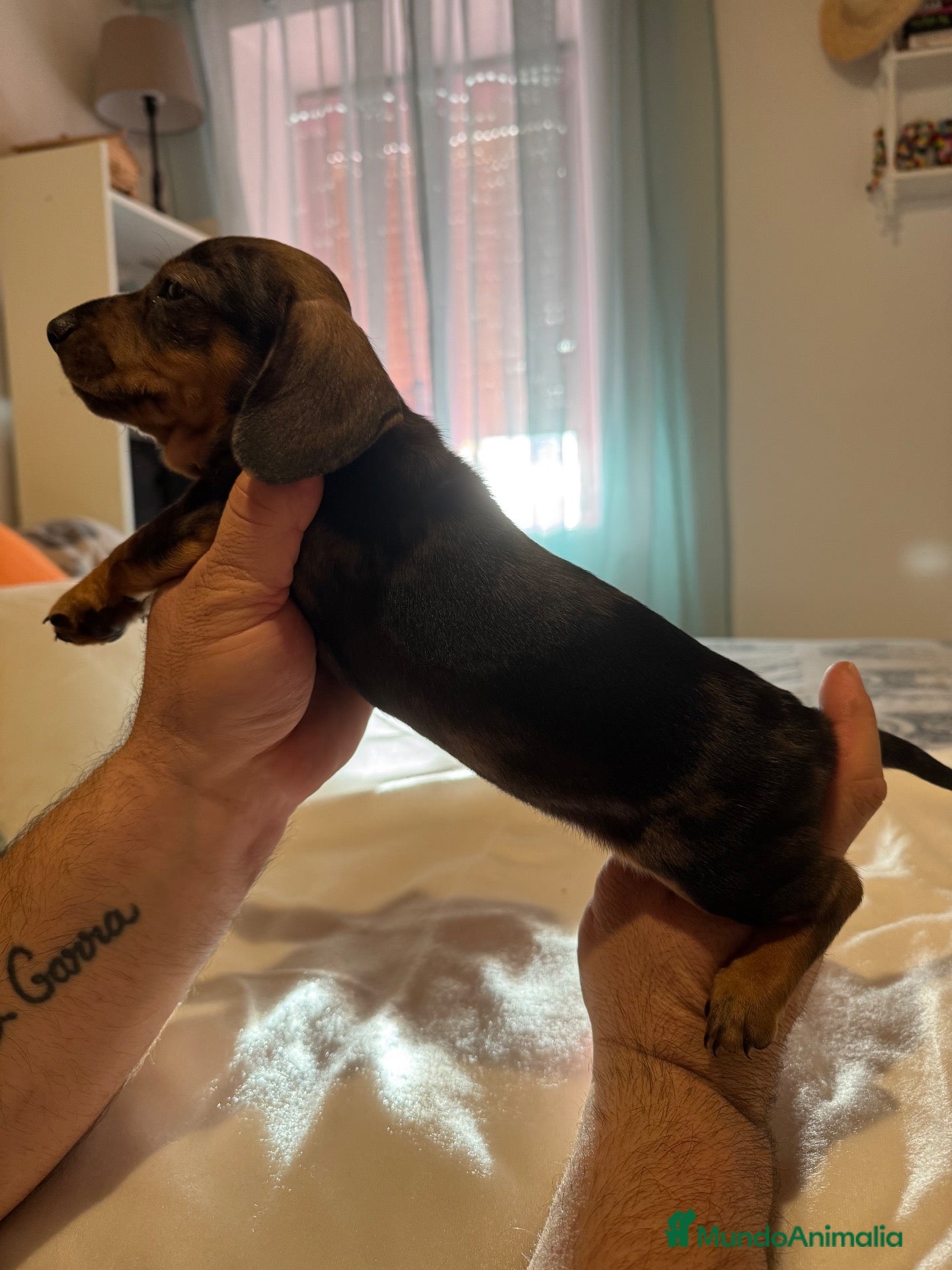Teckel perros en venta: Nueva Camada de Teckel 🐶 - Anuncio 20