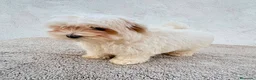 Bichón Maltés perros en venta: Bichon maltés toy  - Anuncio 5