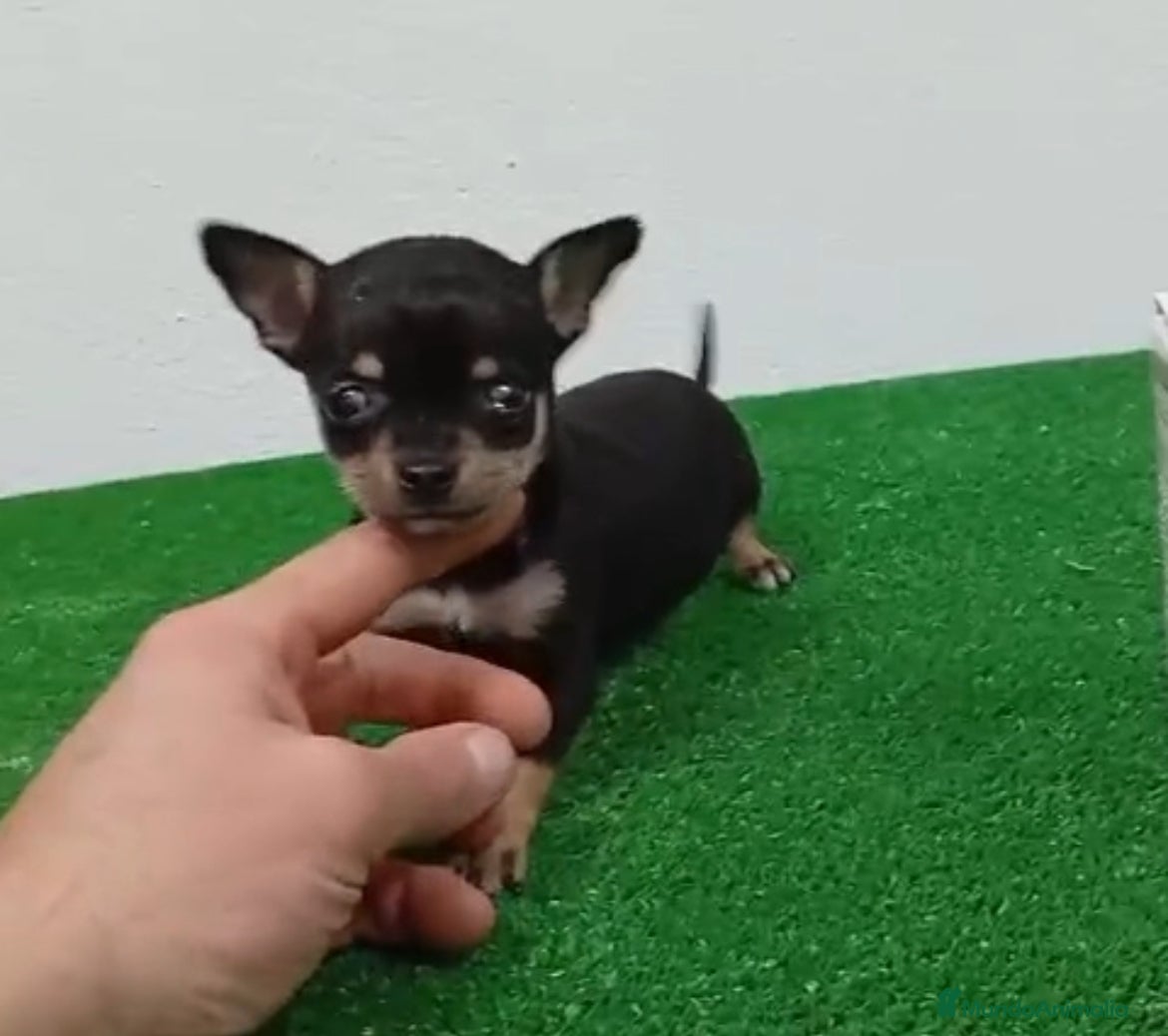 Chihuahua perros Chihuhuas  - Anuncio 36
