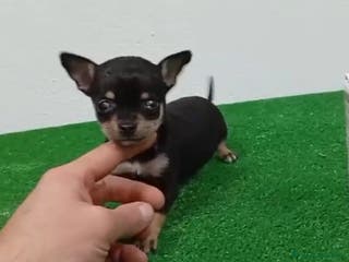 Chihuahua perros Chihuhuas - Anuncio 36