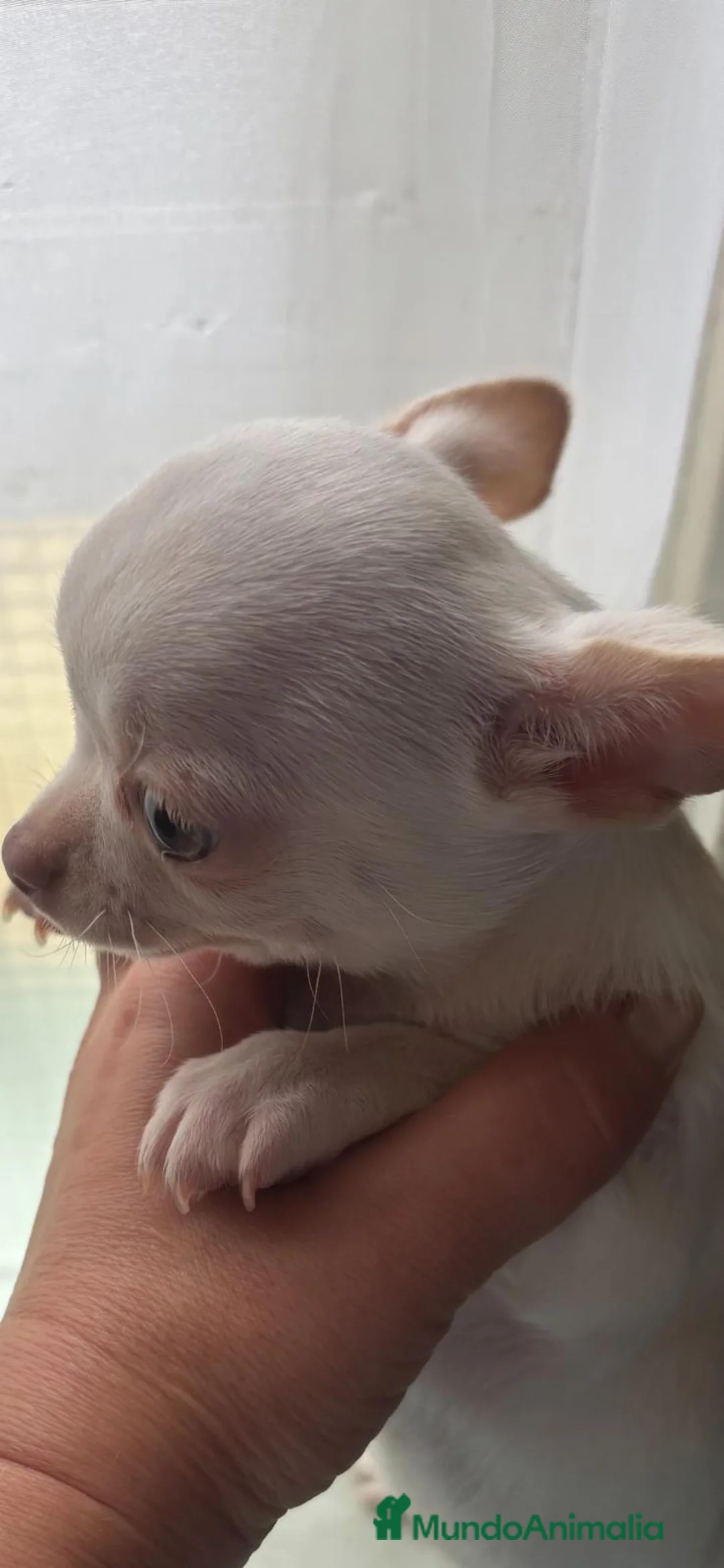 Chihuahua perros en venta: Preciosa hembra chihuahua toy blanca  - Anuncio 4