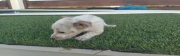 Raza Mixta perros en venta: MESTIZOS - Anuncio 5