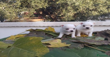 Chihuahua perros - Anuncio 9