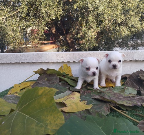 Chihuahua perros - Anuncio 4