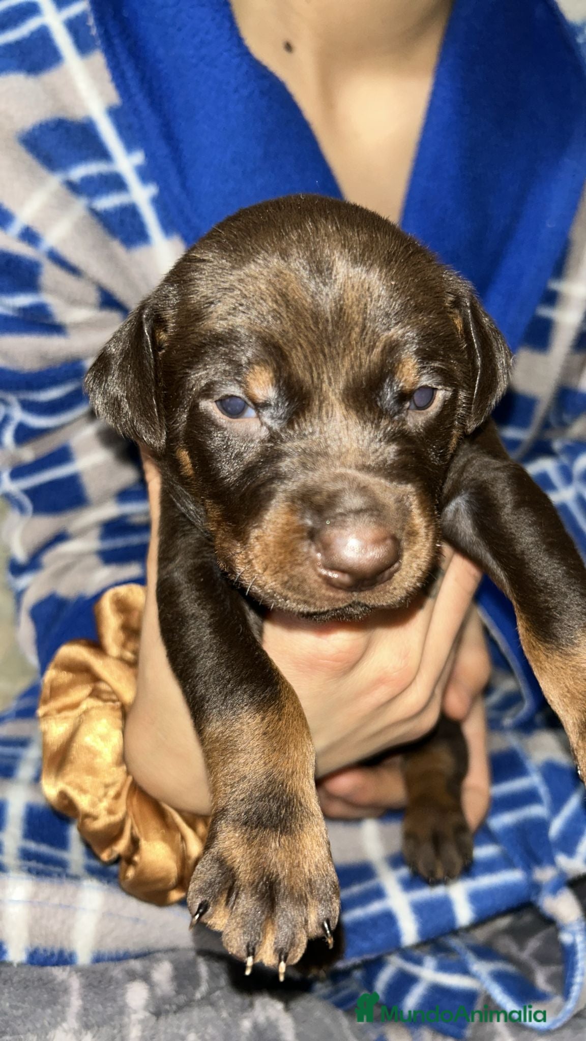 Dobermann perros Doberman  - Anuncio 1