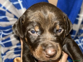 Dobermann perros Doberman - Anuncio 1